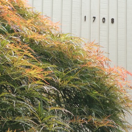 Japanese Maple Entry