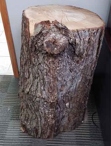 Maple tree stump that Silent Rivers will include in the design of a downtown loft remodel