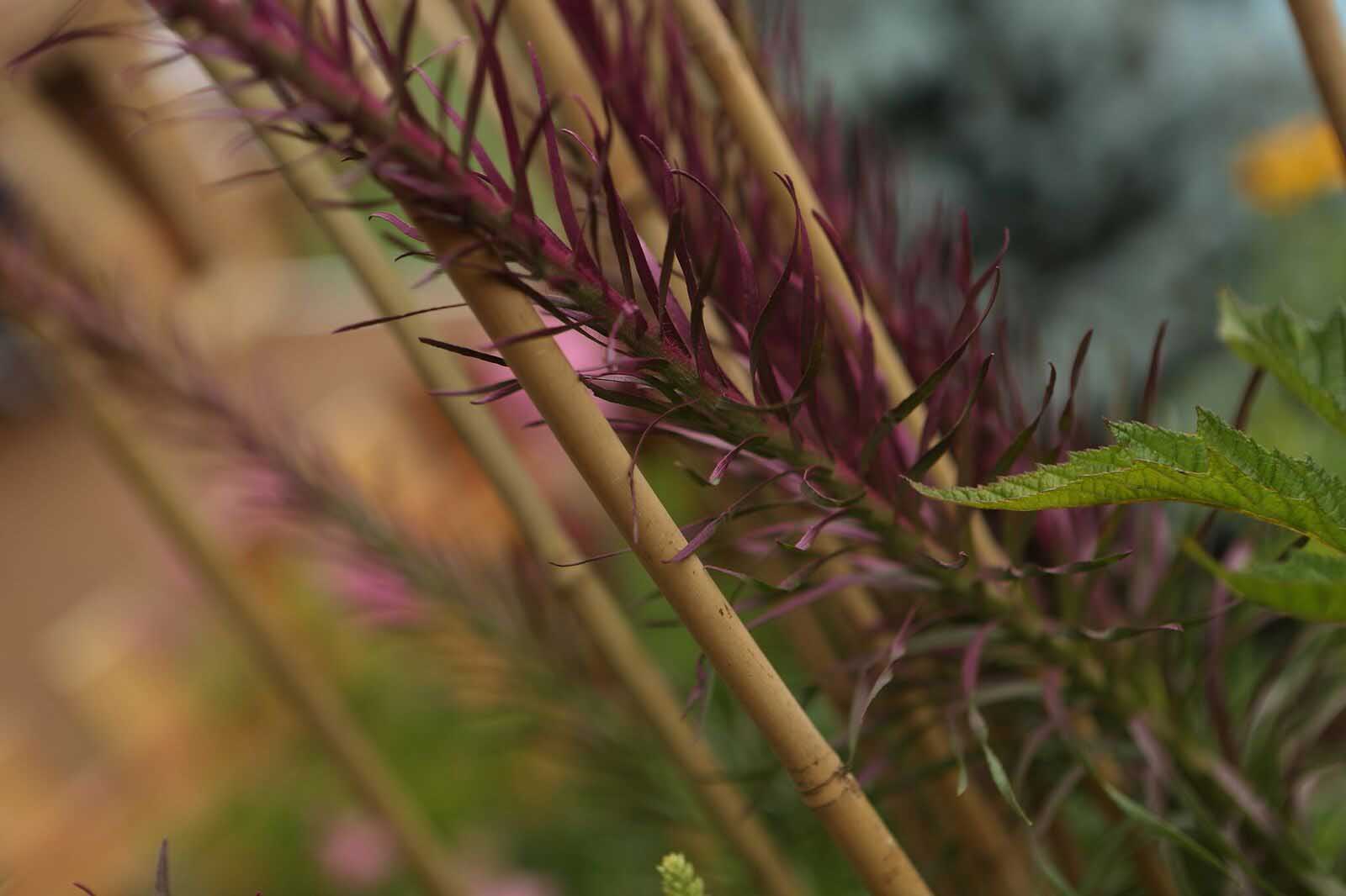 Painted plant for Silent Rivers VIP Club at 2018 Des Moines Arts Festival with sustainable materials and garden