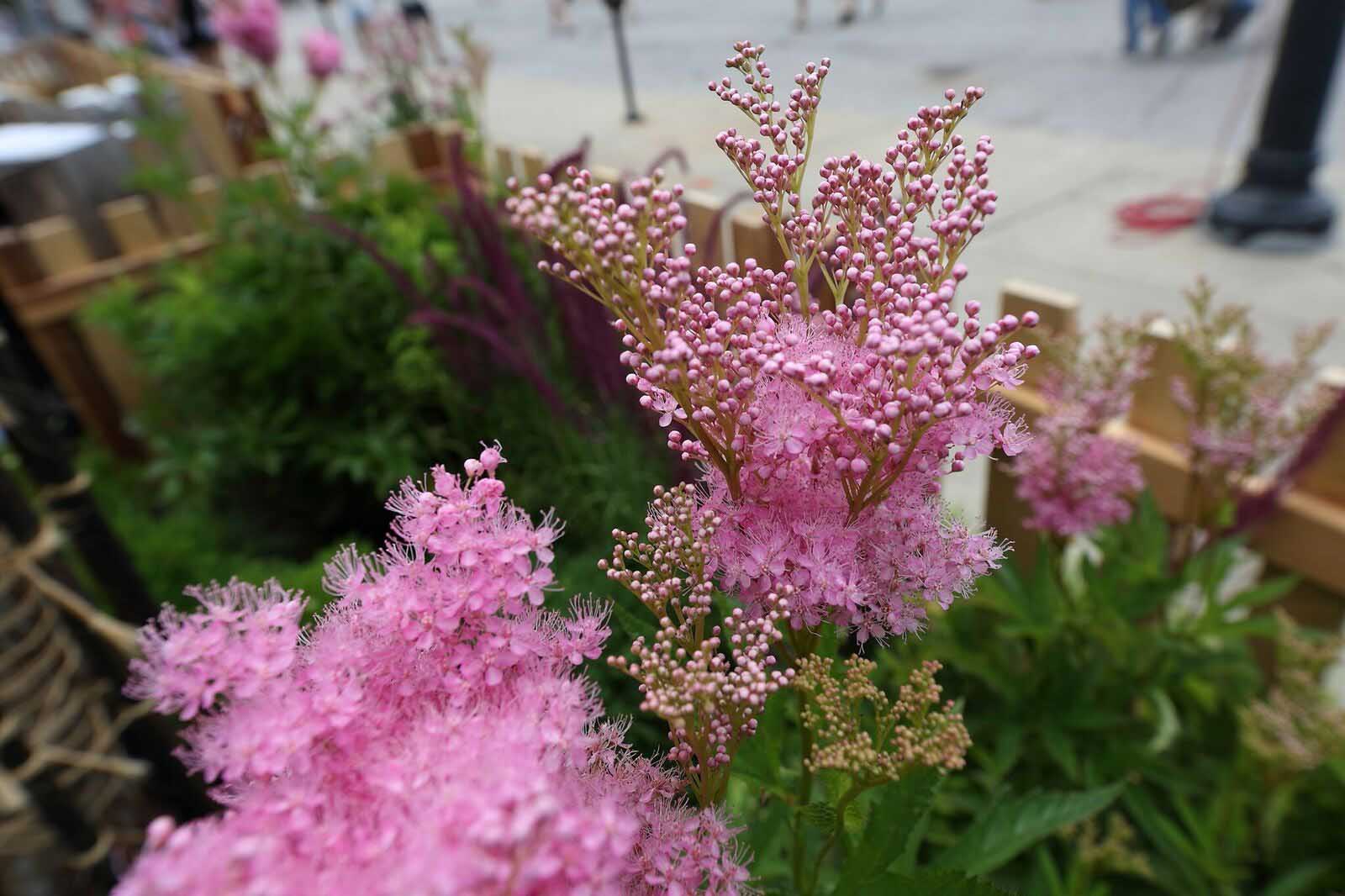 Silent Rivers VIP Club at 2018 Des Moines Arts Festival with sustainable materials and garden